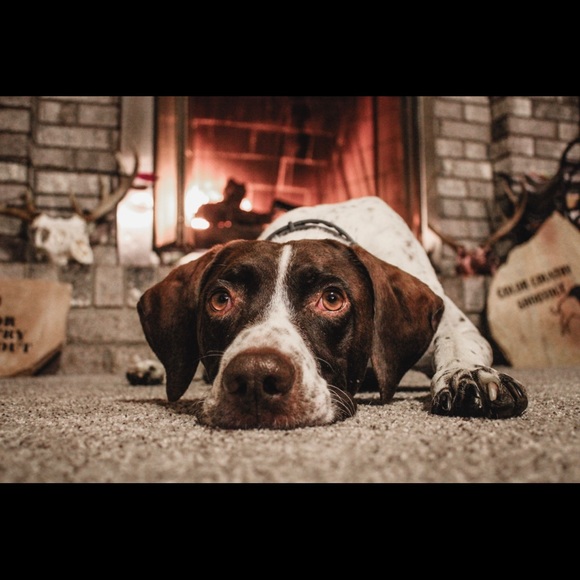 *Posh Ambassador* - Picture 2 of 8